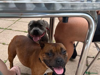 Staffordshire Bull Terrier dogs Outstanding boys ✨ - Advert 1