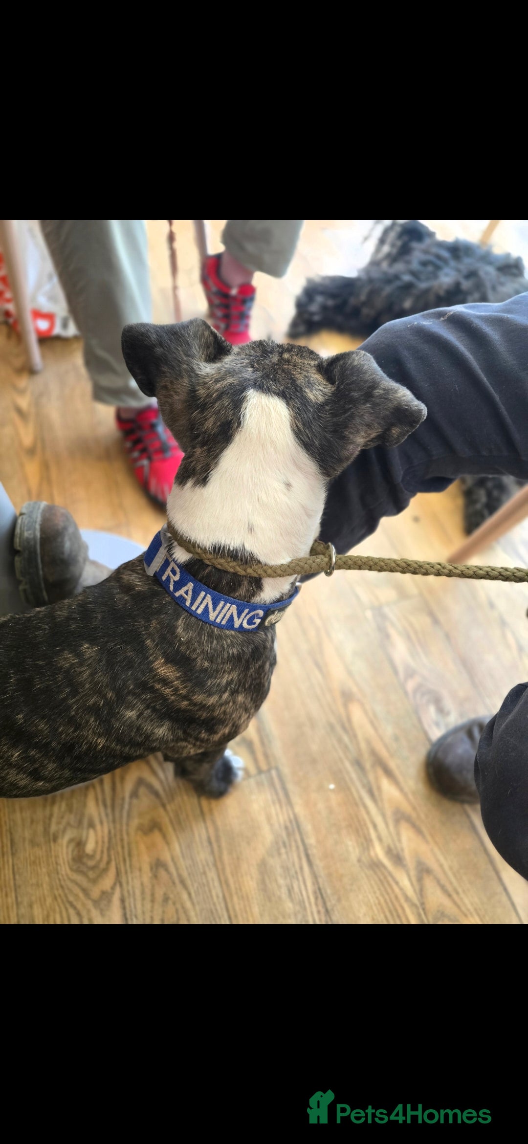 English Bull Terrier dogs for sale: Potato on legs - Advert 8