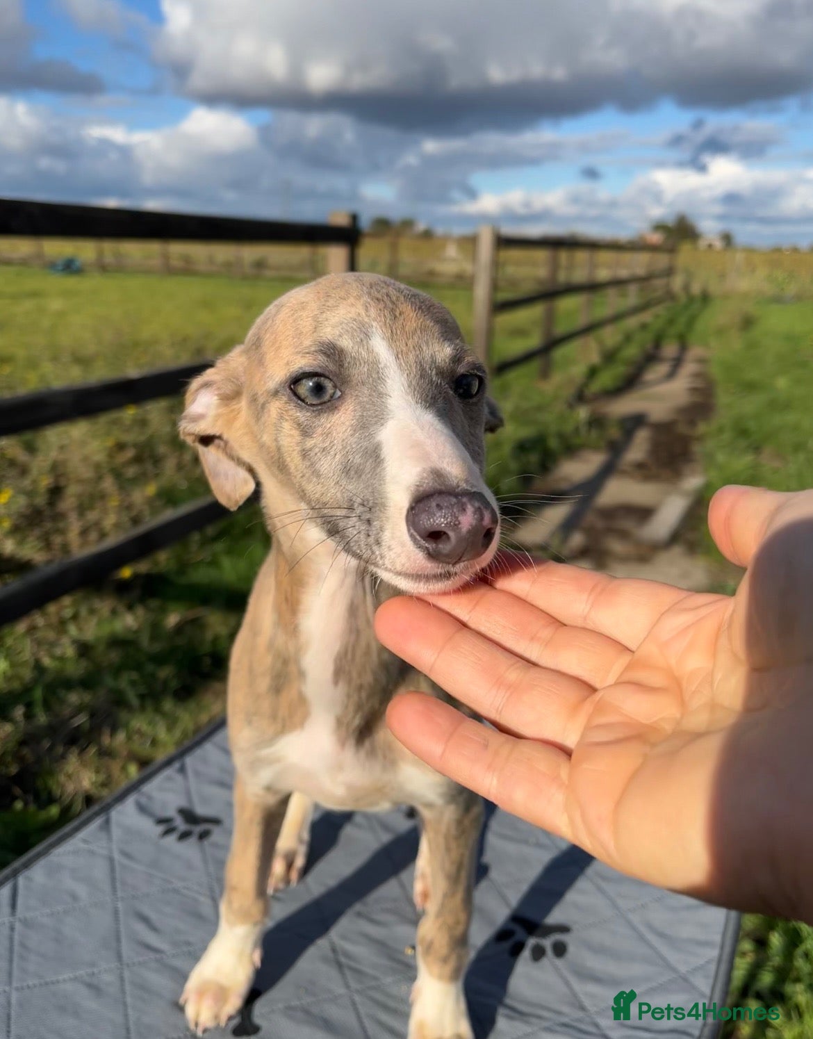 Whippet dogs Outstanding Male Whippets - Advert 6