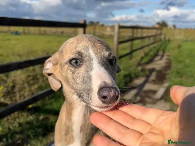 Whippet dogs Outstanding Male Whippets - Advert 6