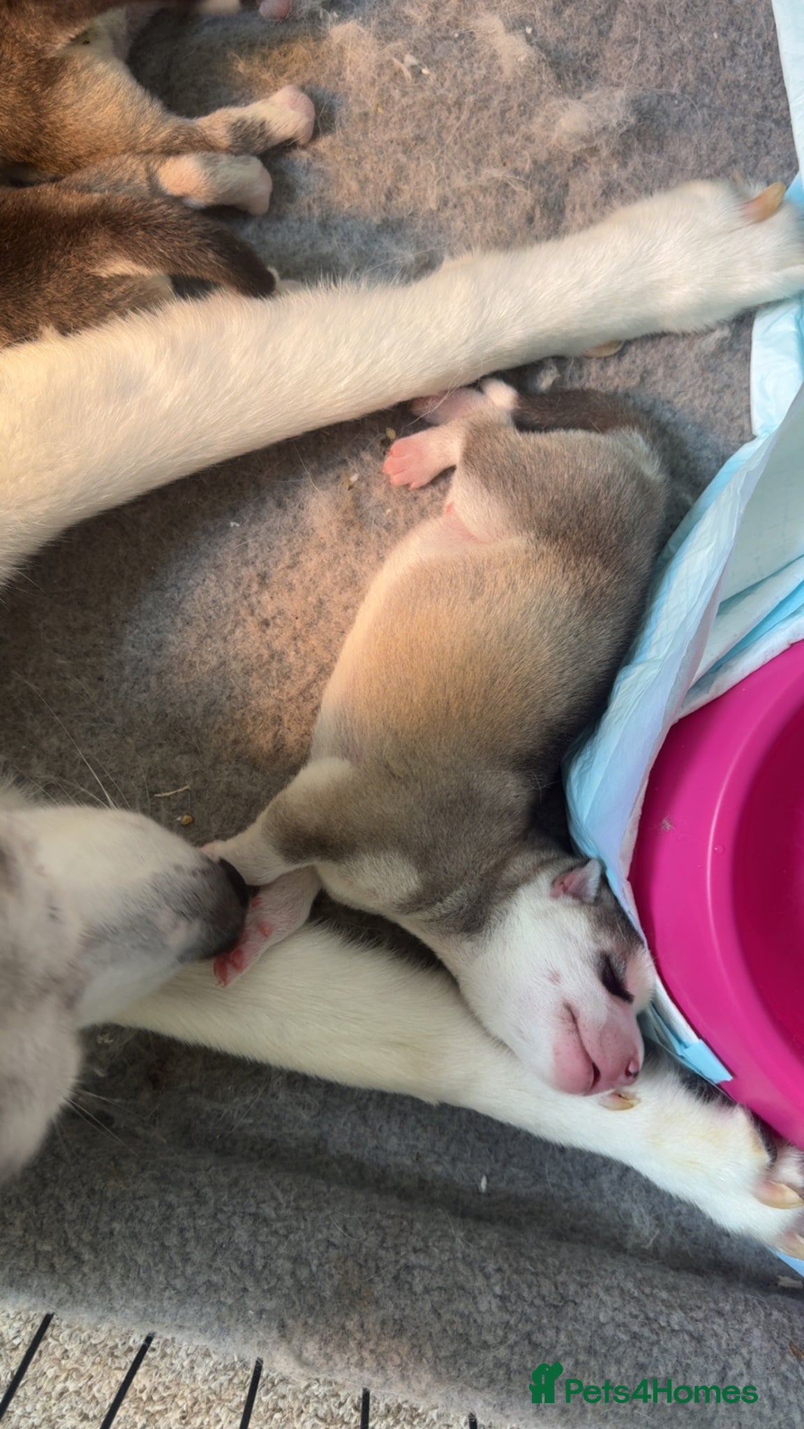Siberian Husky dogs for sale: Husky puppies for sale  in Saltcoats - Advert 6