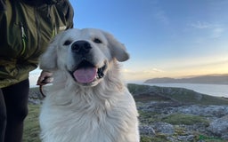 Golden Retriever dogs for stud: KC REGISTERED STUNNING STUD DOG in Beverley - Image 13