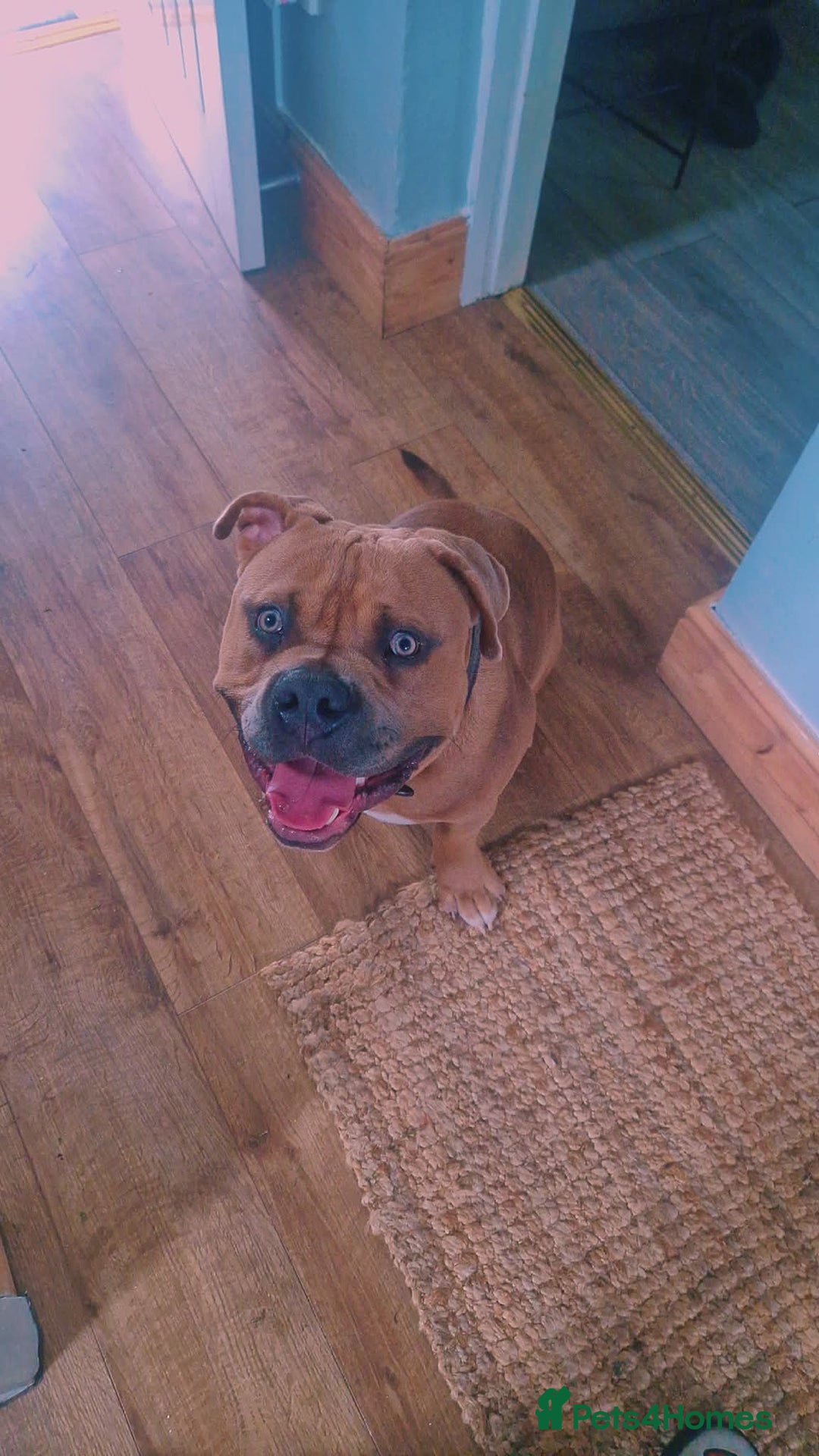 American Bully dogs for sale: Pocket Bully, 14 Month,Male,Beautiful Temperament. - Advert 2