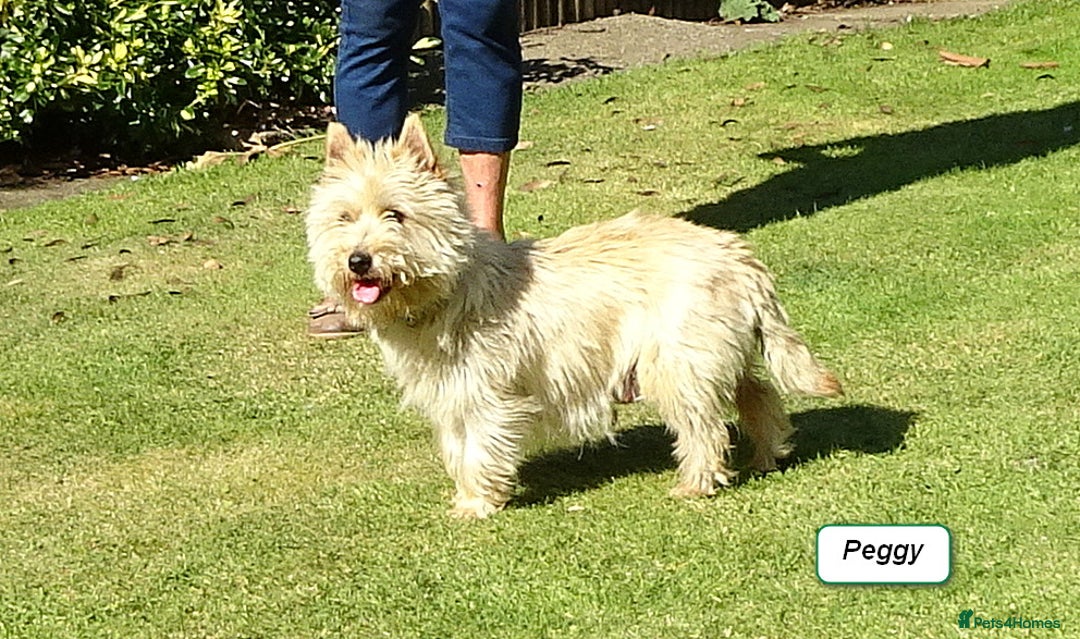 Cairn Terrier dogs for sale: Peggy has 5 handsome Boys and 2 beautiful girls - Advert 1