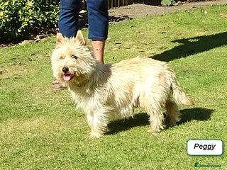 Cairn Terrier dogs Peggy has 5 handsome Boys and 2 beautiful girls - Advert 2