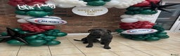 Cane Corso dogs for sale: Biff the Cane Corso gentle giant  - Advert 6