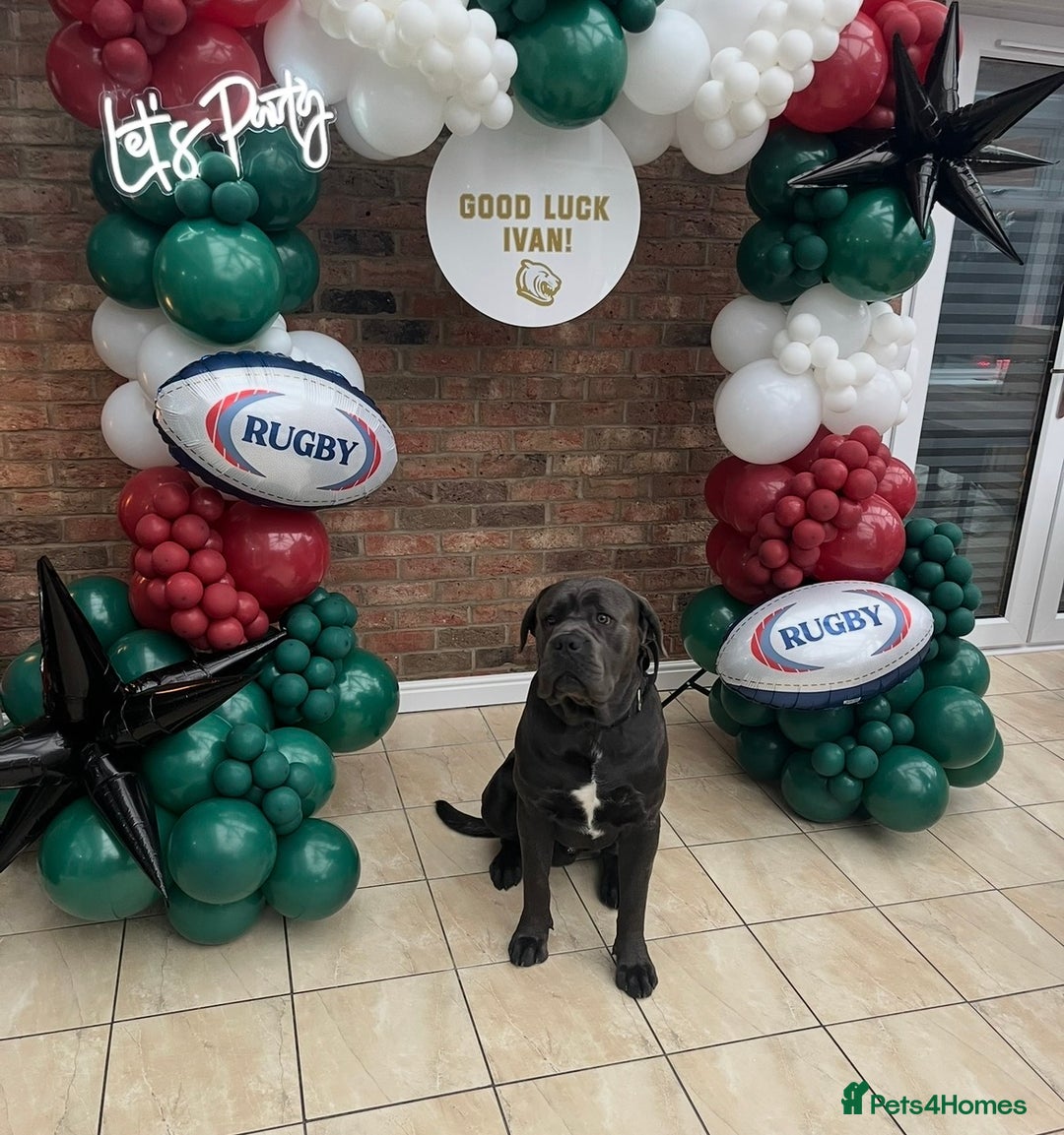 Cane Corso dogs for sale: Biff the Cane Corso gentle giant  - Advert 6