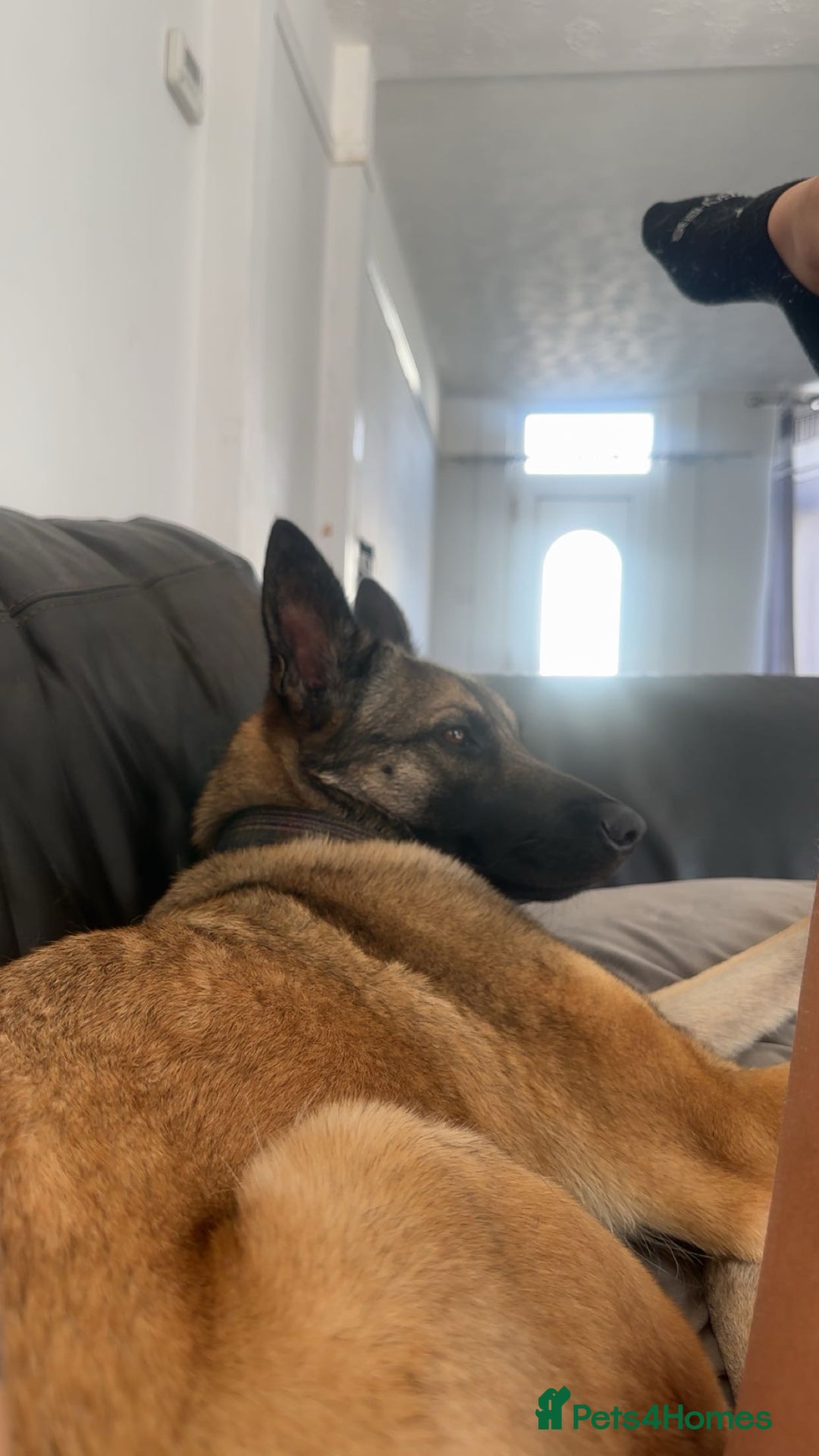 Belgian Shepherd Dog dogs for sale: Beautiful Female Malinois  - Image 3