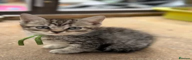 British Shorthair 3