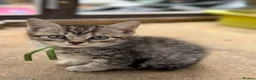 British Shorthair cats for sale: British Shorthair kittens various colours  - Advert 15