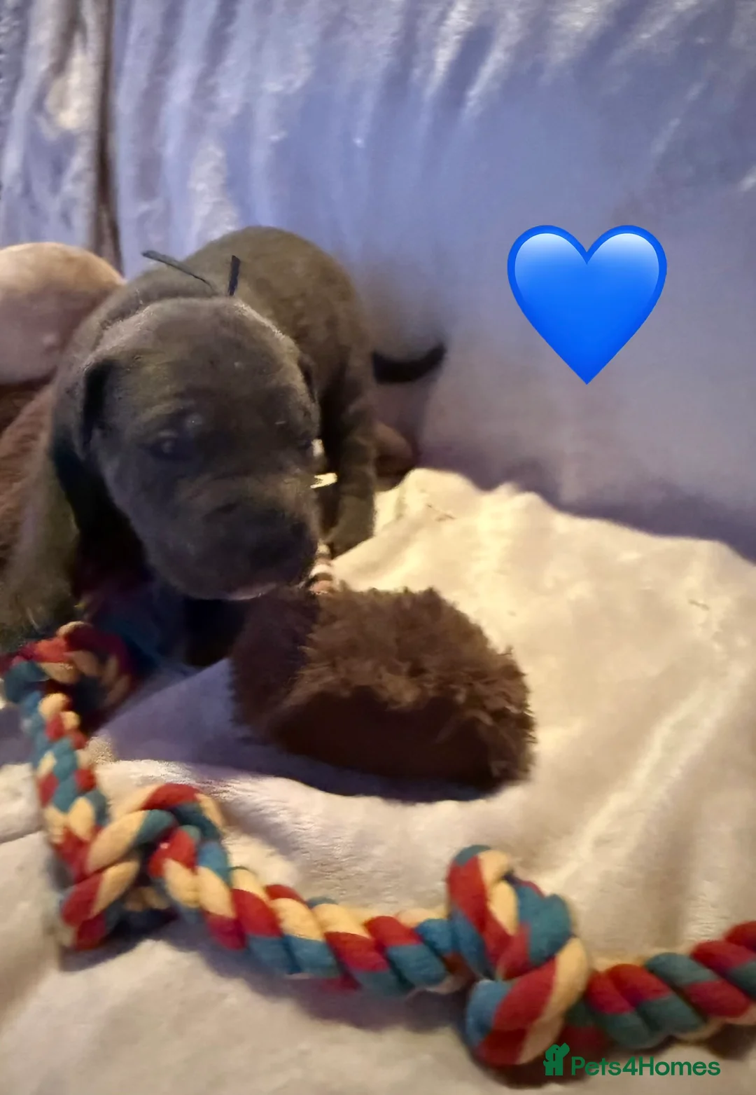 Cane Corso dogs for sale: Cane corso puppies ICCF registered  - Advert 21