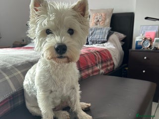 West Highland Terrier dogs - Advert 16