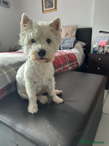 West Highland Terrier dogs - Advert 1