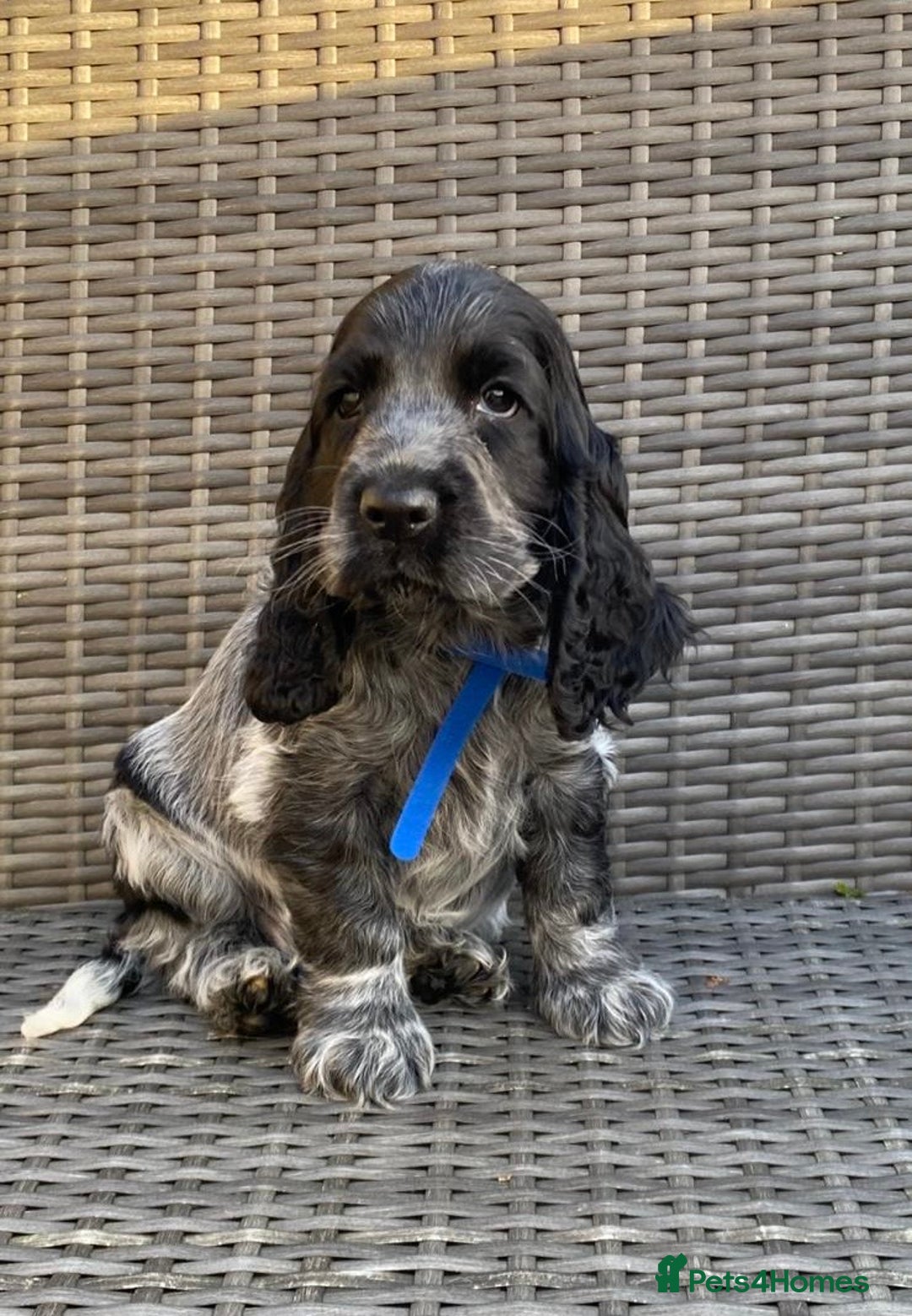 Cocker Spaniel dogs for sale: KC Registered Cocker Spaniel Pups For Sale - Advert 1