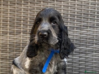 Cocker Spaniel dogs KC Registered Cocker Spaniel Pups For Sale - Advert 1