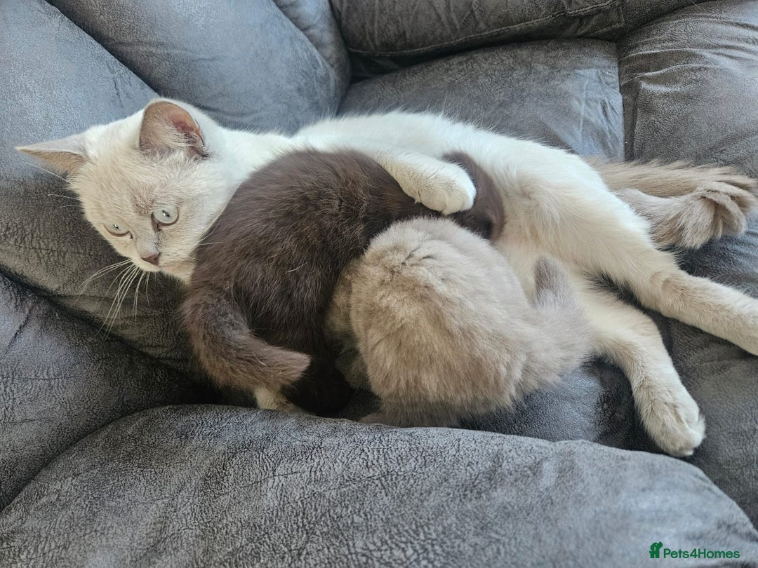 Scottish Fold cats for sale: SF 2 males available  - Image 15
