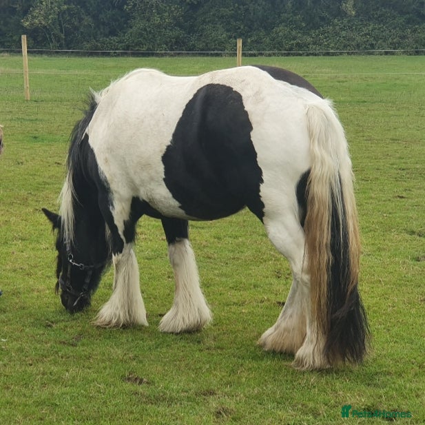 Irish Cob horses for sale: Beautiful Lexi in Gravesend - Advert 12