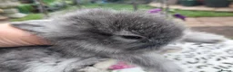 Angora rabbits for sale: TEDDYWIDDER BABIES  - Advert 6