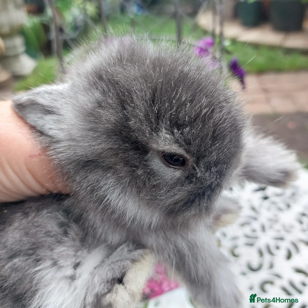 Angora rabbits for sale: TEDDYWIDDER BABIES  - Advert 6