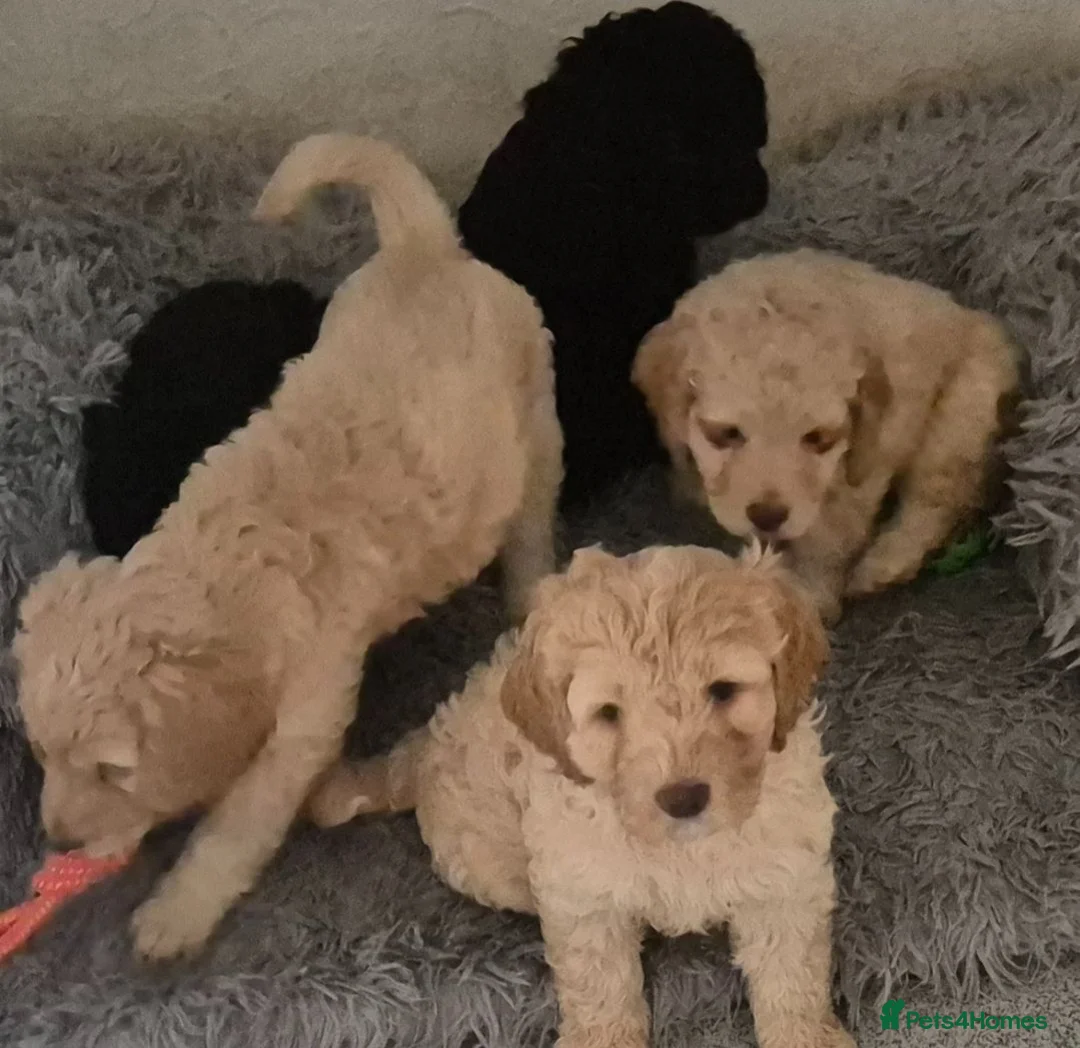 Cockapoo dogs for sale: F1 Remaining beautiful cockapoos - Ready to leave  - Advert 2
