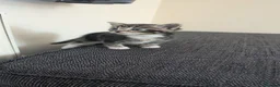Mixed Breed cats for sale: 3 lovely playful friendly kittens  in Chichester - Advert 12