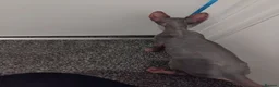 Sphynx cats for sale: Sphinx  - Advert 3