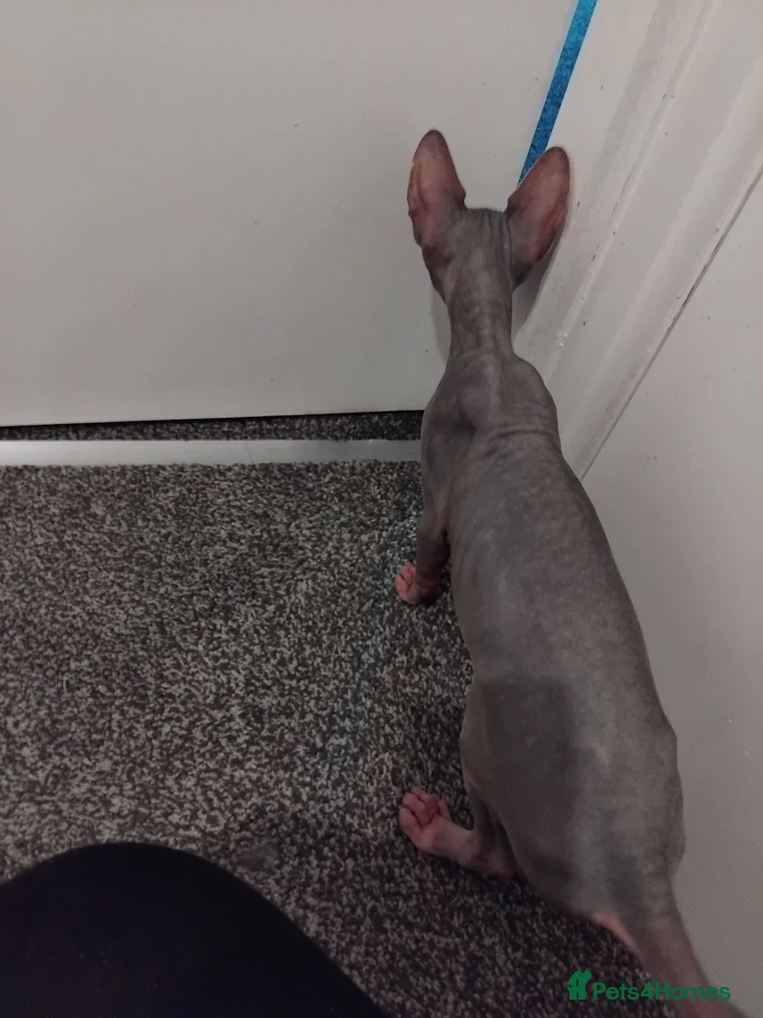 Sphynx cats for sale: Sphinx  - Advert 3