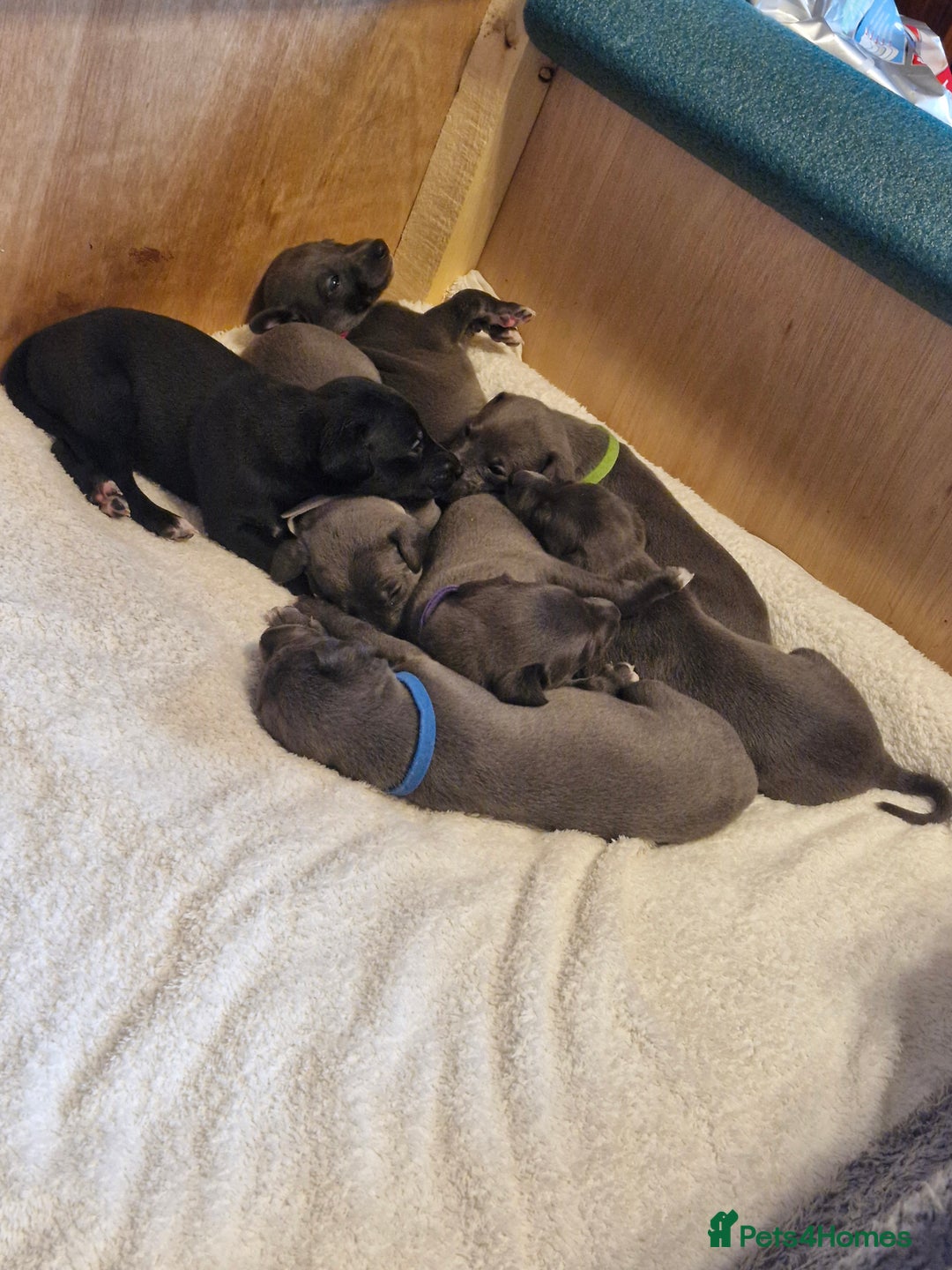 Whippet dogs for sale: Whippets - Image 9
