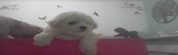 Bichon Frise dogs for sale: KC. REG BICHON FRISE PUPS - Advert 22