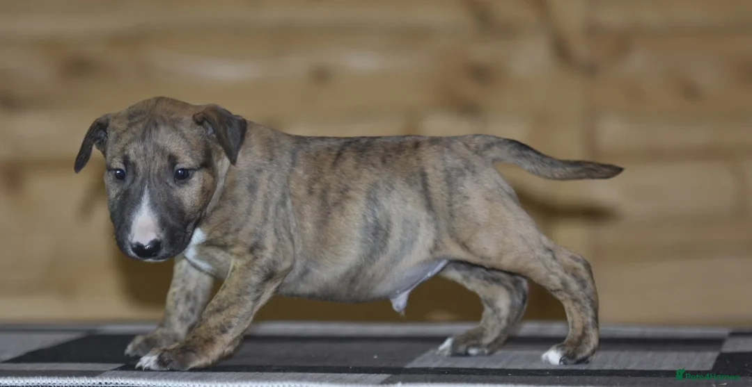 English Bull Terrier dogs for sale: UK's top quality ebt puppies - Advert 1