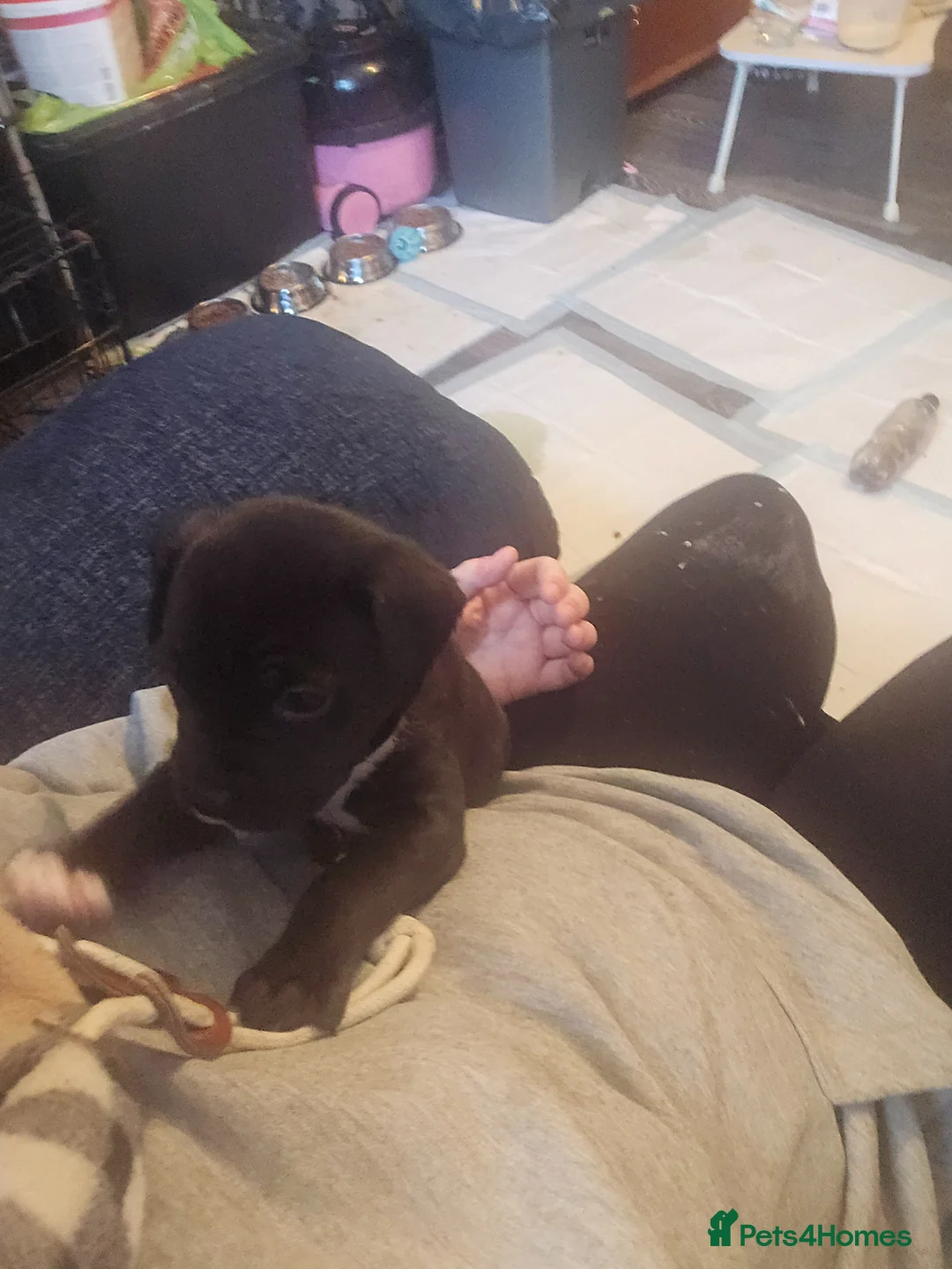 Staffordshire Bull Terrier dogs for sale: 1 female puppy in Milton Keynes - Advert 4