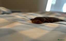 Miniature Dachshund dogs for sale: Miniature daschunds   - Image 11