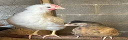 Chickens poultry for sale: Legbar cross cockerels  in Bargoed - Advert 2