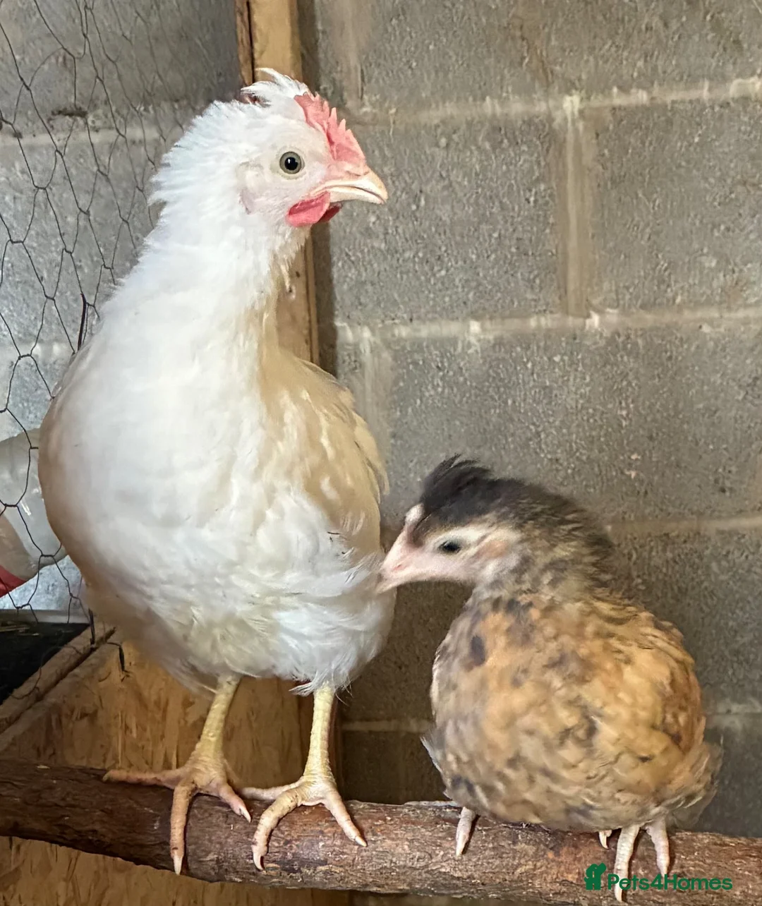 Chickens poultry for sale: Legbar cross cockerels  in Bargoed - Advert 2