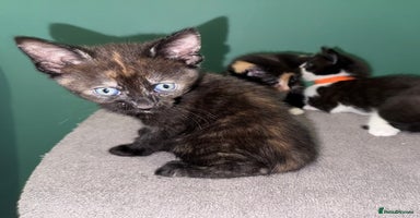 Mixed Breed cats - Advert 3