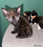 Mixed Breed cats - Advert 16