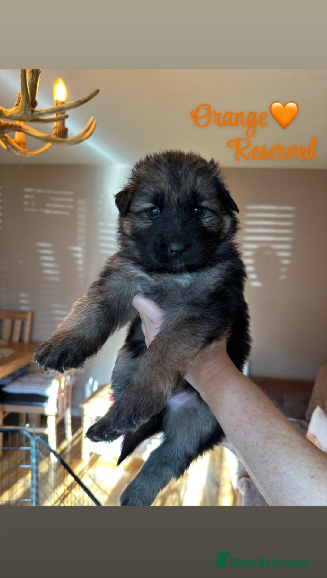 German Shepherd dogs for sale: Pedigree German Shepherd Puppies - Advert 5
