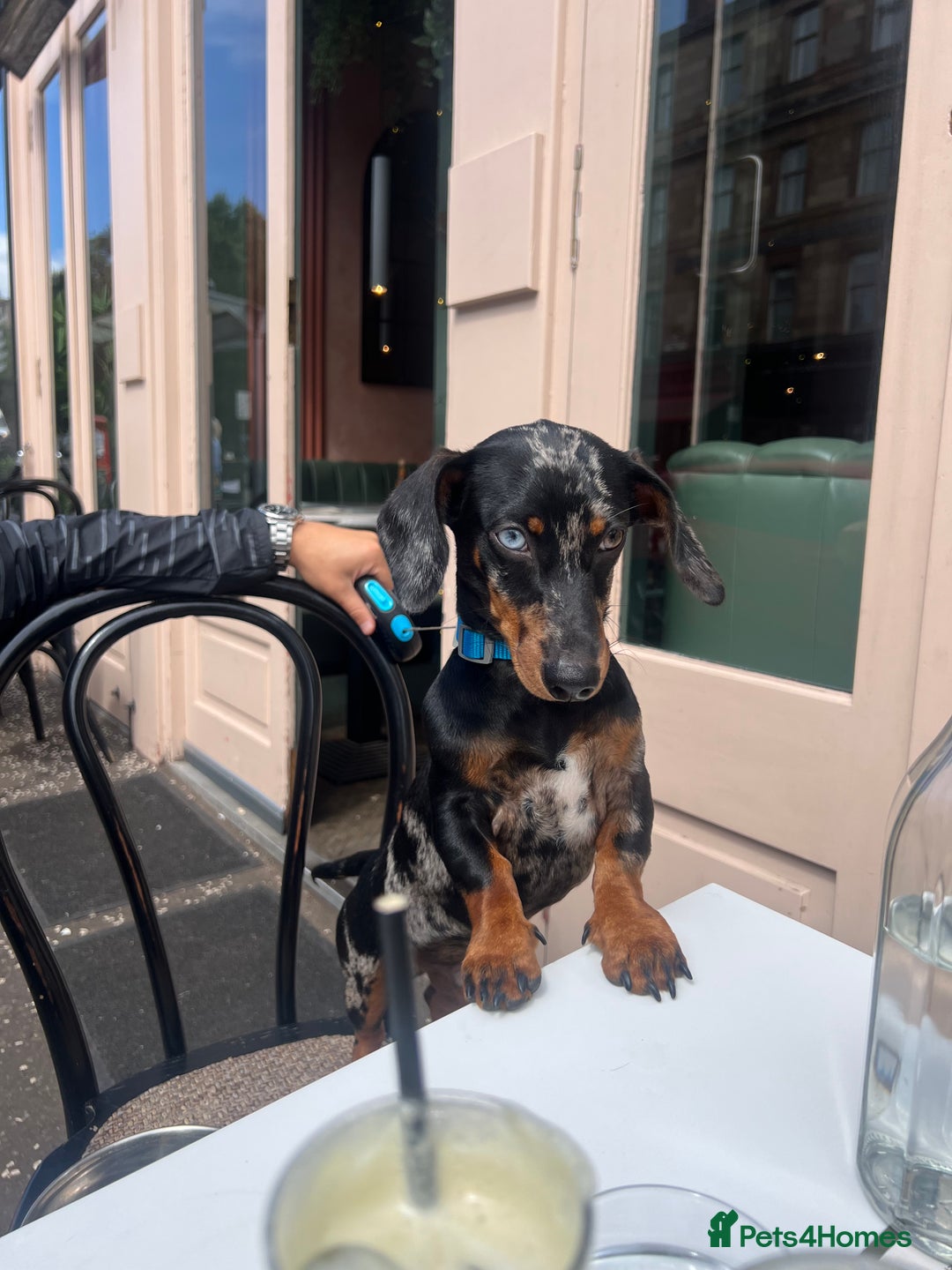 Dachshund dogs for sale: Male dapple dachshund  - Advert 1