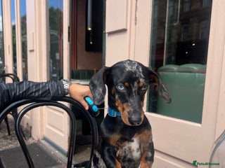 Dachshund dogs Male dapple dachshund - Advert 1