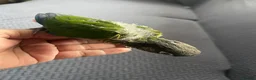 Conures birds for sale: Handreared green cheek conure baby in Manchester - Advert 4