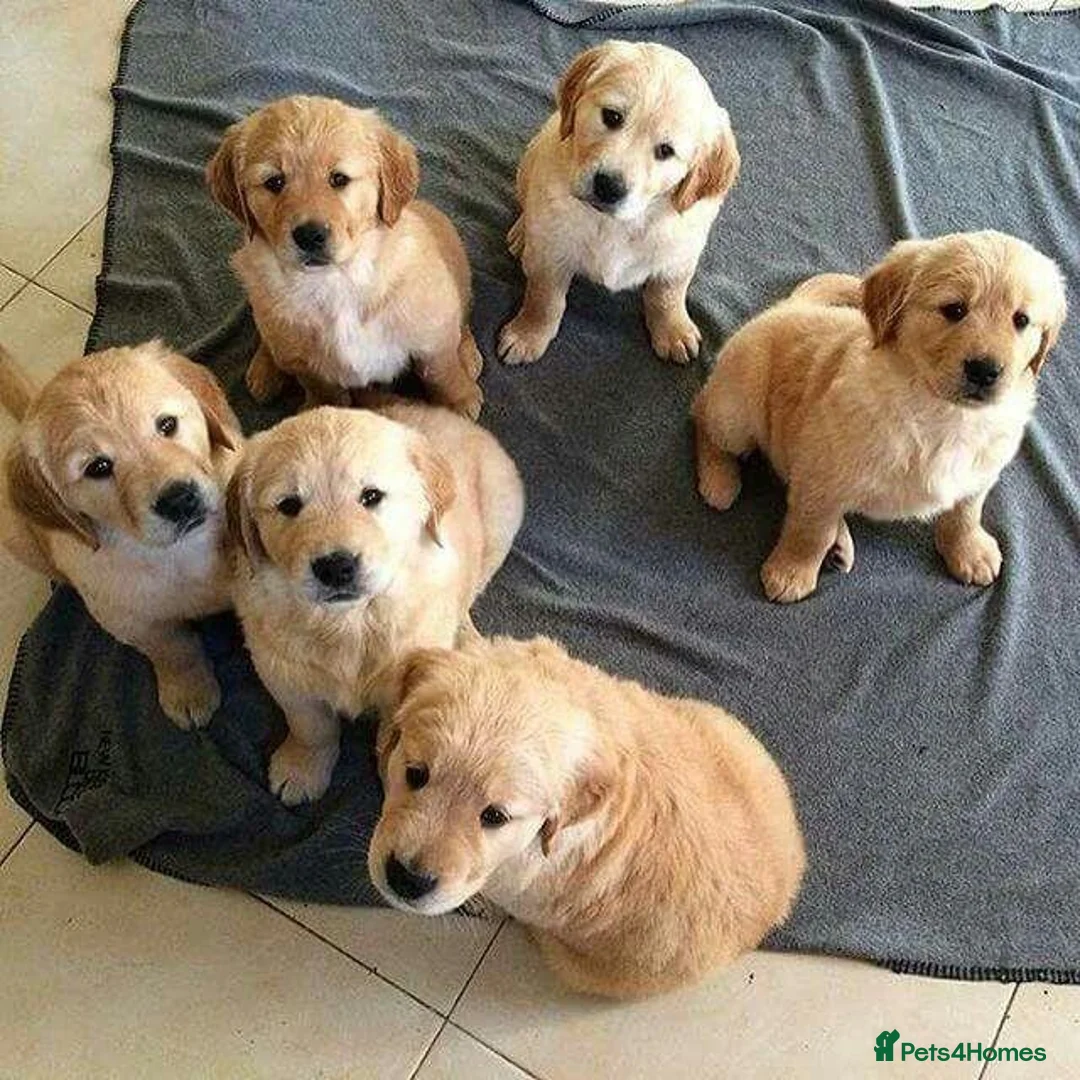 Golden Retriever dogs for sale: Six Golden Retriever puppies ready to fall inlove in Manchester - Advert 2
