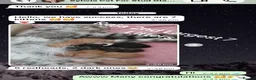 Maine Coon cats for stud: XL Mainecoon For Stud - Advert 3