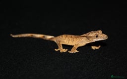 Gecko reptiles for sale: Crested geckos - Image 17