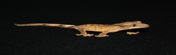 Gecko reptiles for sale: Crested geckos - Advert 17
