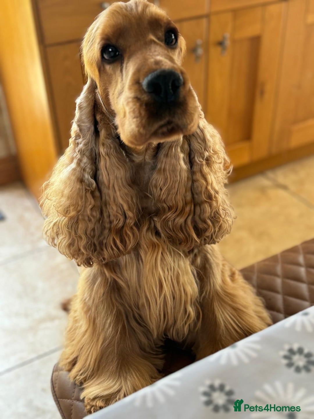 Cocker Spaniel dogs for sale: Stop scrolling - these pups are worth it - Image 6