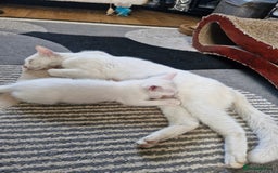 Siamese cats for sale: Siamese /balinese cross kittens - Image 26