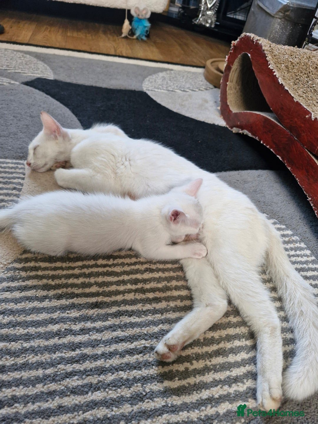Siamese cats for sale: Siamese /balinese cross kittens - Image 26