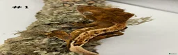 Gecko reptiles for sale: Adult and Juvenile Crested Geckos - Advert 2