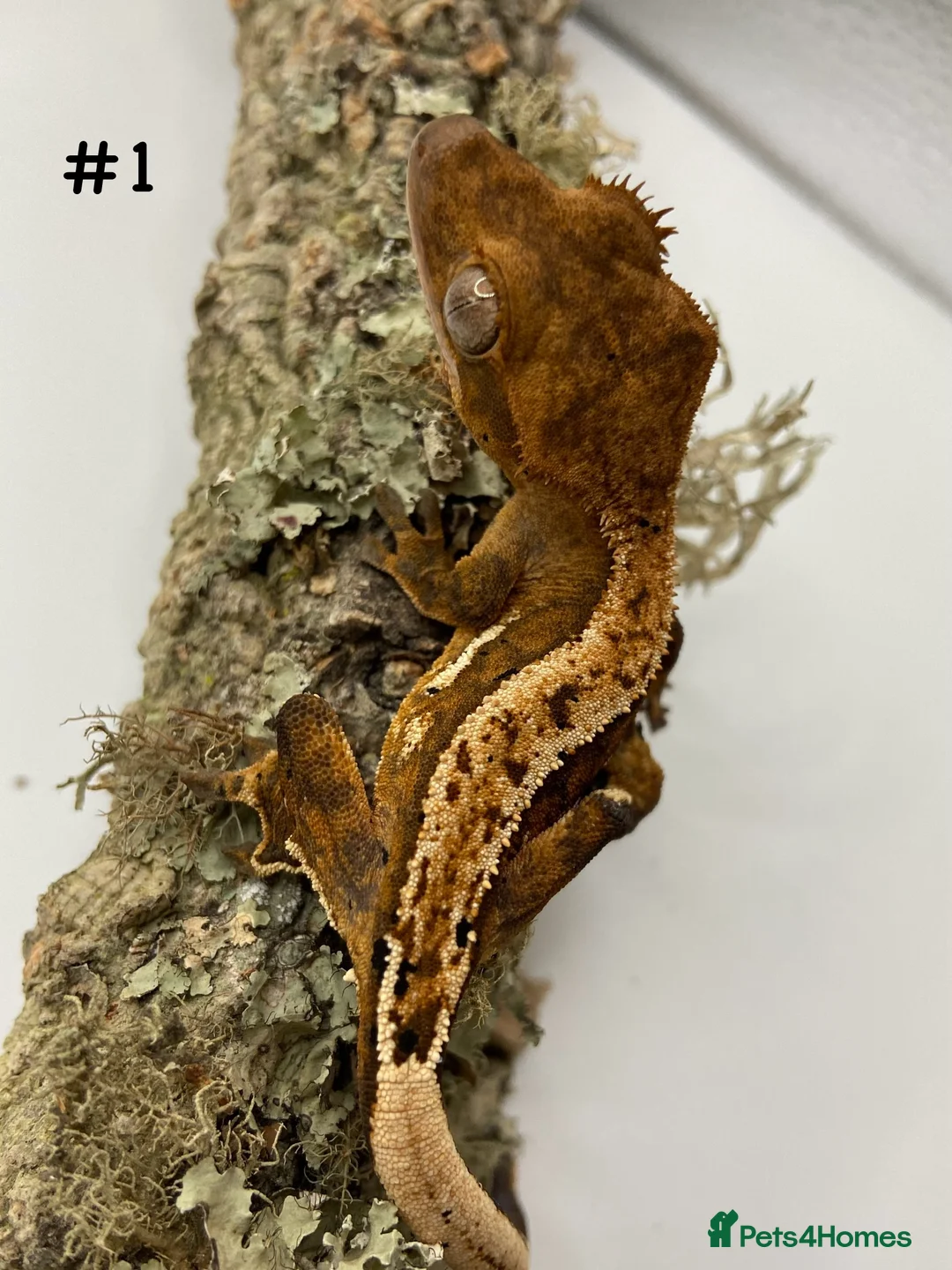 Gecko reptiles for sale: Adult and Juvenile Crested Geckos - Advert 2