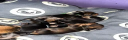 Jackshund dogs for sale: ❤️ Bella’s beautiful little ❤️ - Advert 8